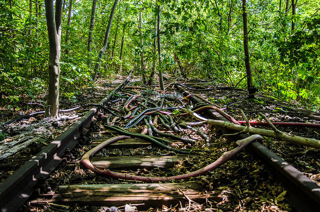 Trees growing in the middle of the tracks. Author: Stefan Muth CC BY-SA 2.0