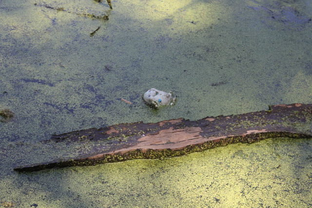 A smiling doll in the pond. Author: Christine Zenino CC BY 2.0