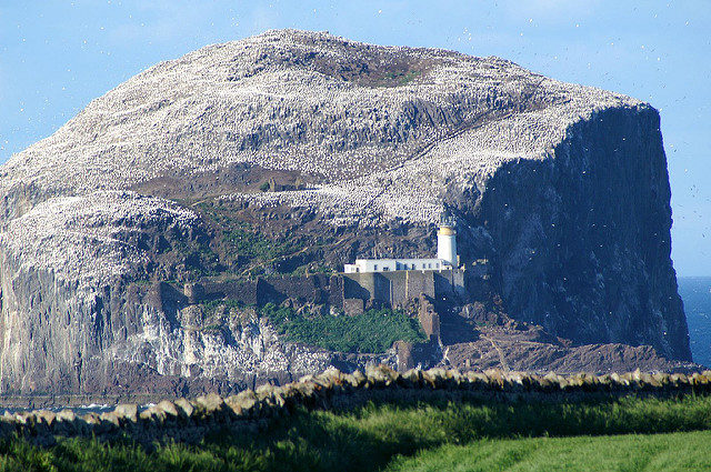The island completely covered with seabirds. Author: Martin Pettitt CC BY 2.0