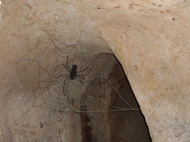 An artificial web and a fake spider. Author: Fotonews CC BY-SA 3.0 pl