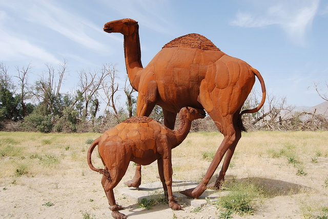 Mother and baby camel – Author: Matthew Dillon – CC BY 2.0