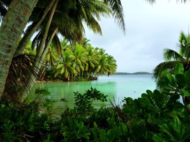 Coconut palms on Strawn Island at Palmyra Atoll