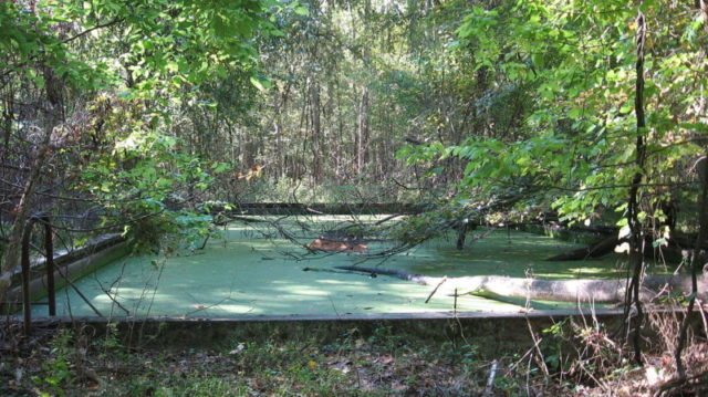 The old swimming pool still holds water