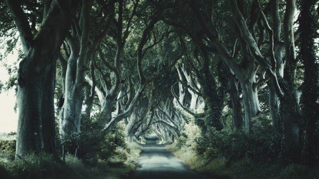 The Dark Hedges is an avenue of beech trees along Bregagh Road between Armoy and Stranocum in County Antrim, Northern Ireland, as well as the King’s Road in “Game of Thrones.” Lindy Buckley CC BY-NC 2.0