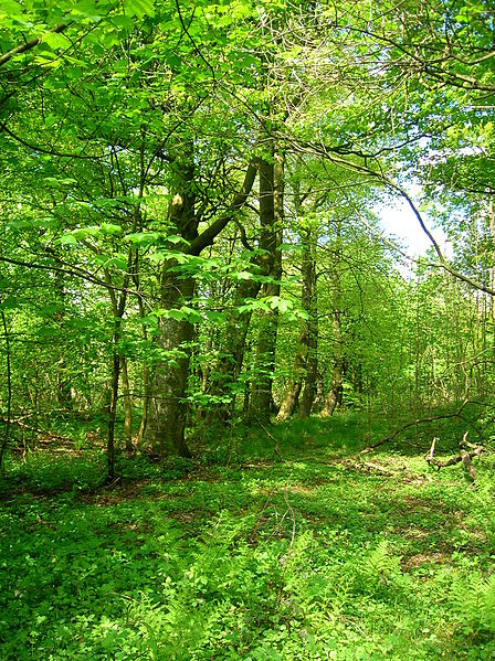 What was once known as the forbidden path – it separated the boys entrance to the school from the girls.