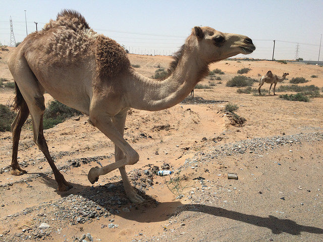 Camels near the abandoned village/ Author: Andrew – CC BY-ND 2.0