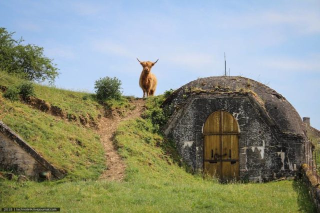 The slopes around North Battery are now grazing spots for cattle.