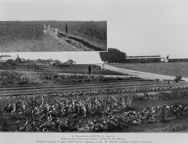 View of the fields. Author: John Oxley Library, State Library of Queensland