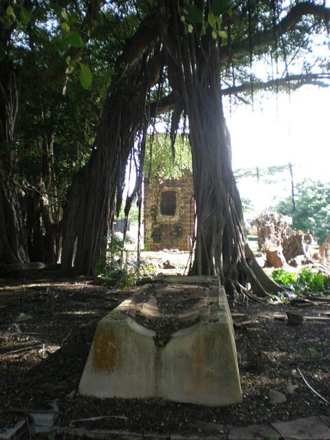 Concrete trough lying on the ground, between two trees