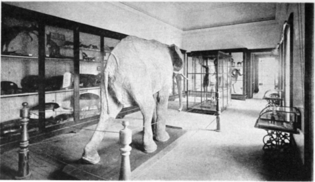 View of exhibition hall Sala Spix in the Museu Nacional do Rio de Janeiro, Brasil, c. 1905.