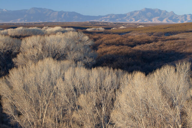 Vegetation making up the Riparian Forest