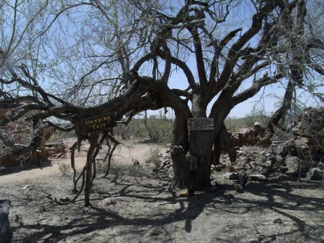 The famous Hanging Tree. Author: Tony the Marine – CC BY-SA 3.0