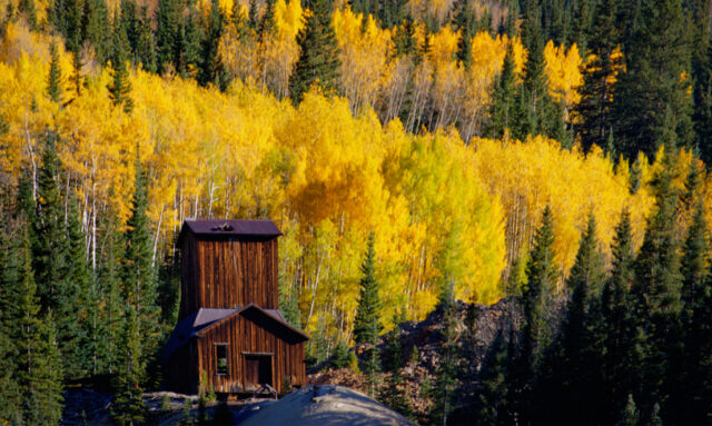 A tall wood shack surrounded by yellowing trees.