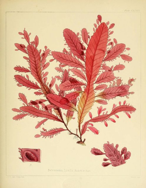 Illustration of the red alga Nitophyllum smithi, one of the plants discovered during the voyages. Drawn and engraved by Walter Hood Fitch in ‘The Botany of the Antarctic Voyage of H.M. Discovery Ships Erebus and Terror in the years 1839-1843, under the command of Captain Sir James Clark Ross, Kt.’ by Joseph Dalton Hooker