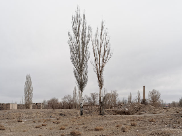 A picture of two trees that Li Yang planted when he was four. Author: Li Yang – liyangphoto.com