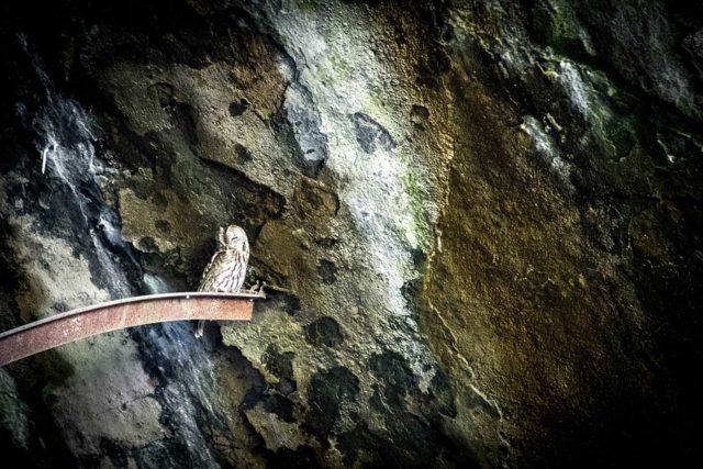 Owl sitting on a metal bar inside Željava Airbase