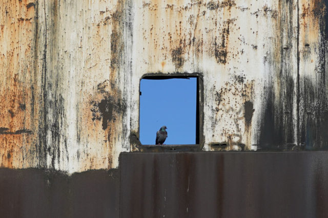 Bird sitting in an open window