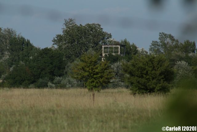 Derelict structure surrounded by trees