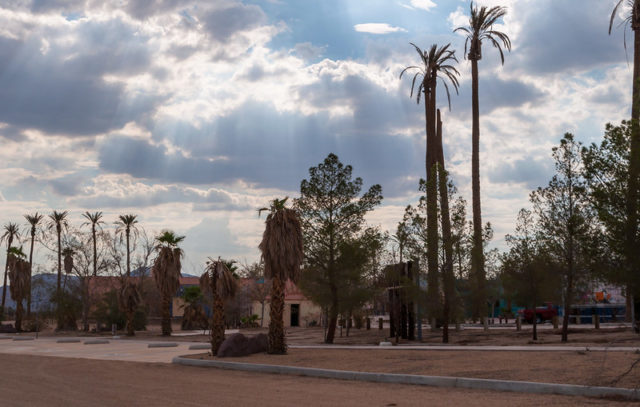 Palm trees lining a reddish pathway