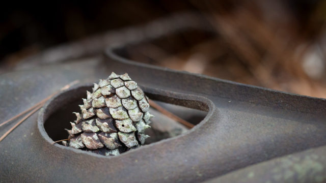 Pine cone atop a car