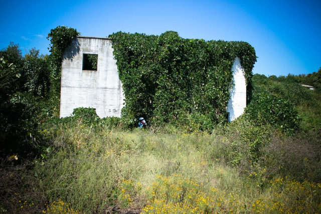 Exterior of the Atlanta Prison Farm covered in vines