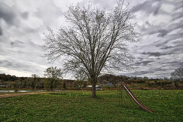 Metal slide beside a large tree