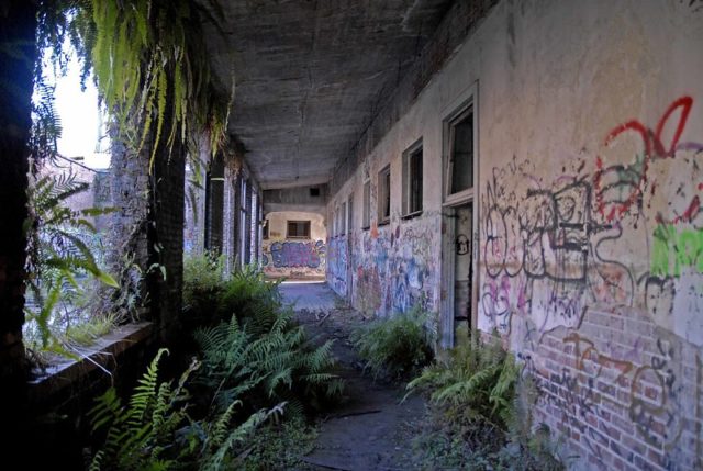 Ferns growing inside Annie Lytle School 