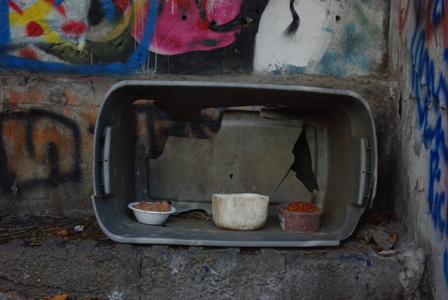 Filled cat bowls in a dark tunnel