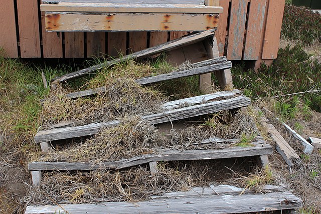 Dilapidated staircase outside a building