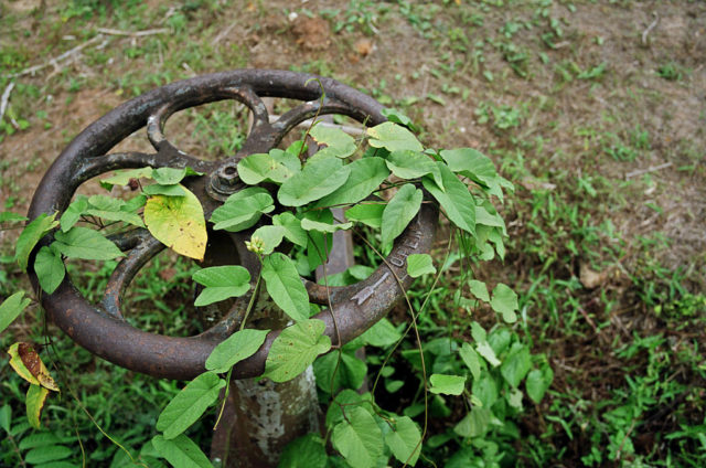 Rusty piece of machinery covered in foliage