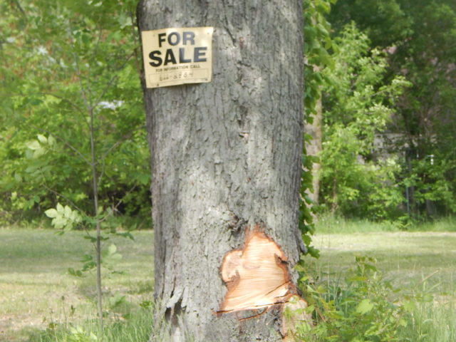 For Sale sign attached to a tree