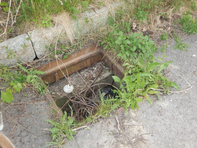 Sewer drain surrounded by weeds