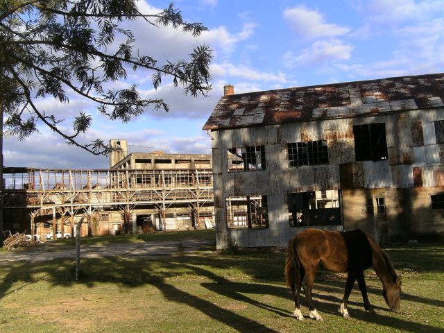 Horse eating grass outside the Anglo Meat Packing Plant