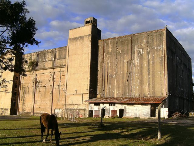 Horse eating grass outside the Anglo Meat Packing Plant