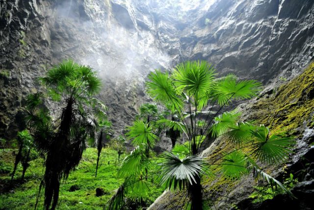 Palm trees in a sinkhole