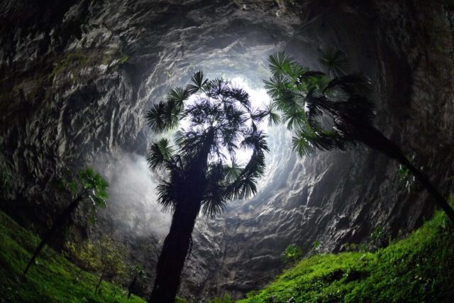 Fisheye view of trees in a sinkhole