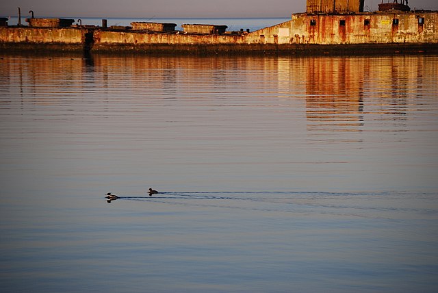 Birds swimming in front of a concrete ship