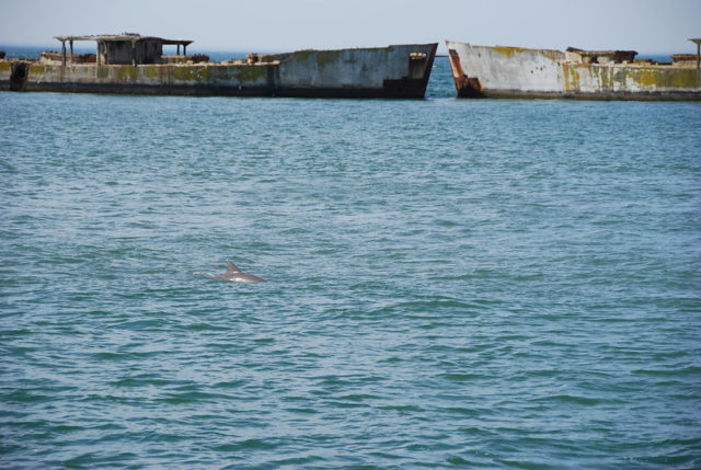 Dolphin swimming in front of two concrete ships