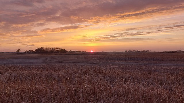 Field at sunset