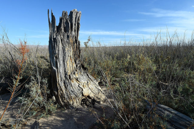 Tree stump in grass