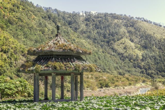 Overgrown temple