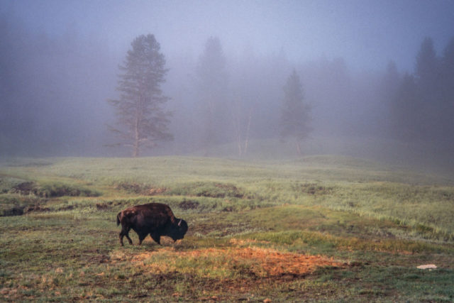 Buffalo grazing in the grace on a foggy day