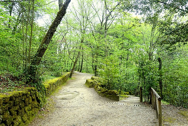 Path surrounded by trees and bushes