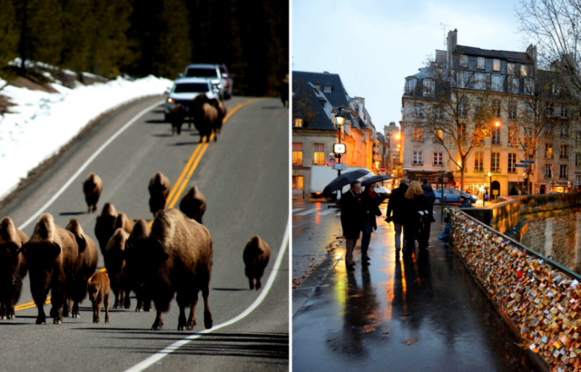 Car driving behind a group of buffalo walking along a road + People walking along the Pont de l'archevêché bridge