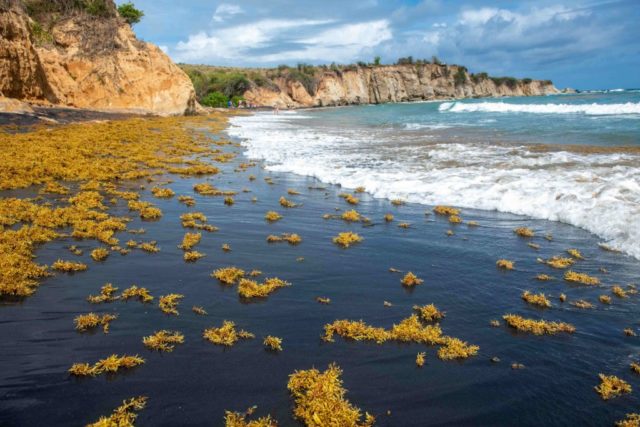 Black-sand beach on Vieques, Puerto Rico