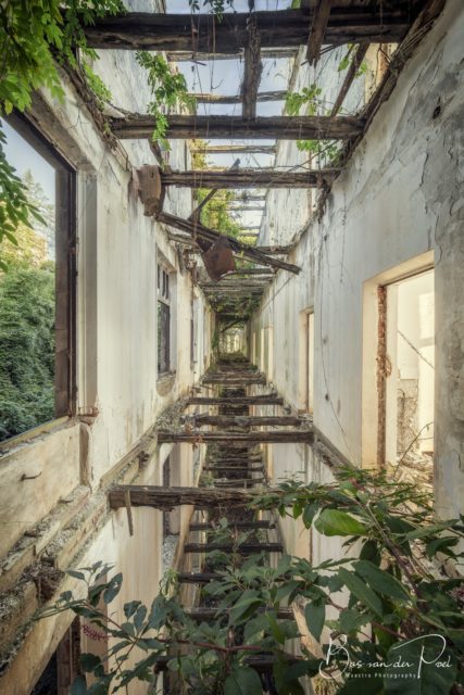 Trees and vegetation growing within the interior of a decaying house