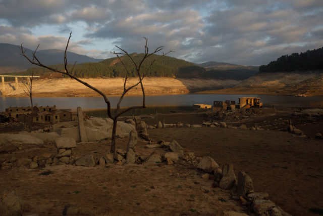 Lone dead tree sticking out of the mud