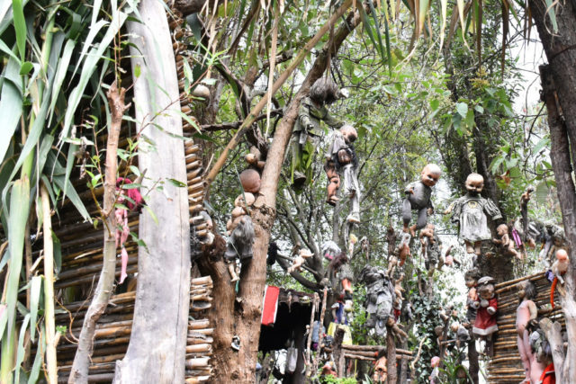 Dolls hanging from trees on the Island of the Dolls