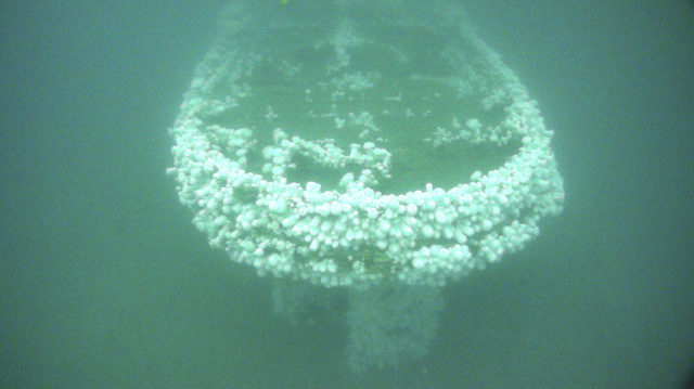 Front of a boat underwater covered in barnacles.