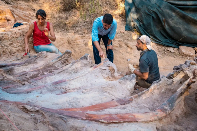 Three palaeontologists positioned around the remains of a sauropod dinosaur